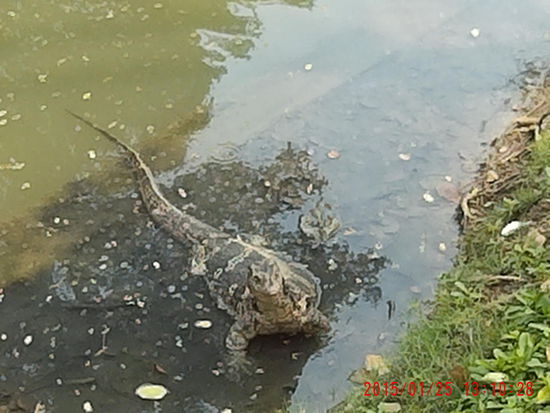 Erste Waran Sichtung