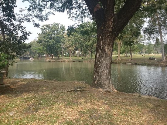 Waran Nr. 2, Nr. 3 hatte leider was gegen das fotografiert werden