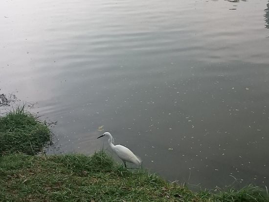 Reiher?  Die gab's auch schon in Sri Lanka... Oder ist mir dieses Exemplar etwa gefolgt?