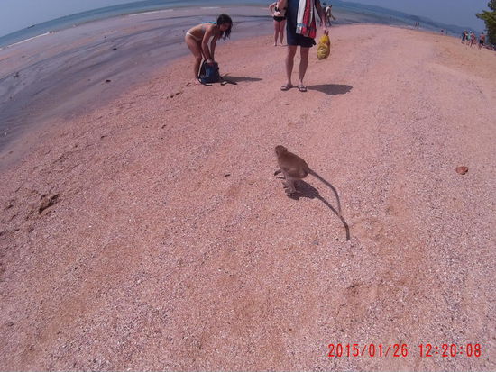 Alles affensicher machen