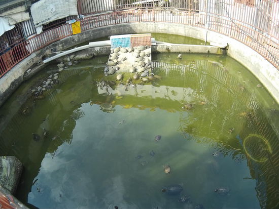 Ein Teich voller Schildkröten