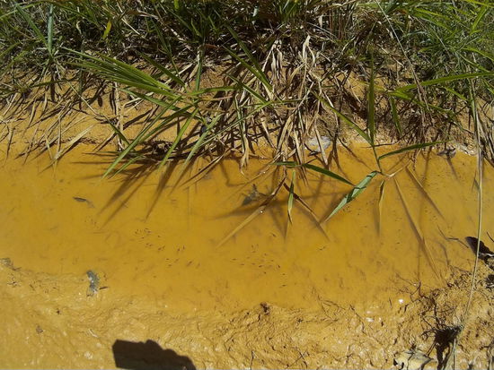 Mittig links nebenden ins Wasser hängenden Grashalmen besagtes eher abschreckendes Insekt...