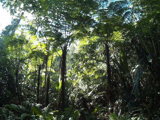 Irgendwie urzeitlich