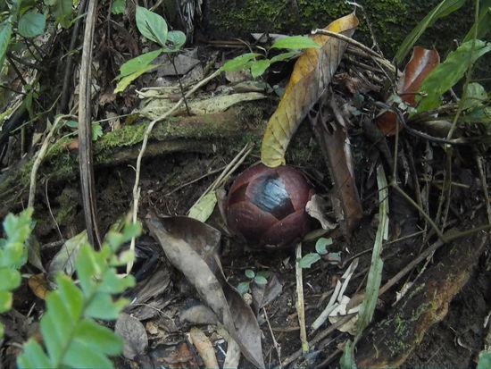 So sehen die als Knolle aus