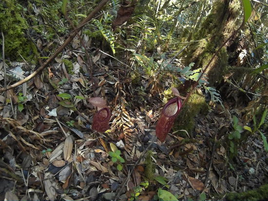 Kannenpflanze im natürlichen Umfeld