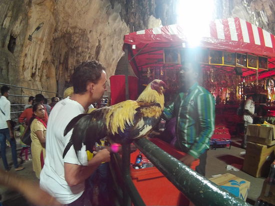 Hendrik und der Hahn, die sich ignorieren