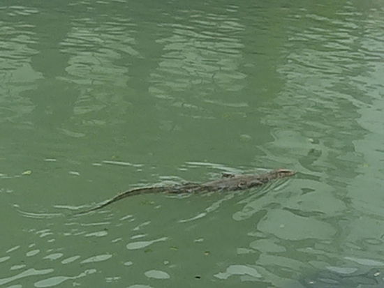 Er erschreckte hinterher noch eine am Ufer sitzende Gruppe asiatischer Mädchen. (good boy)