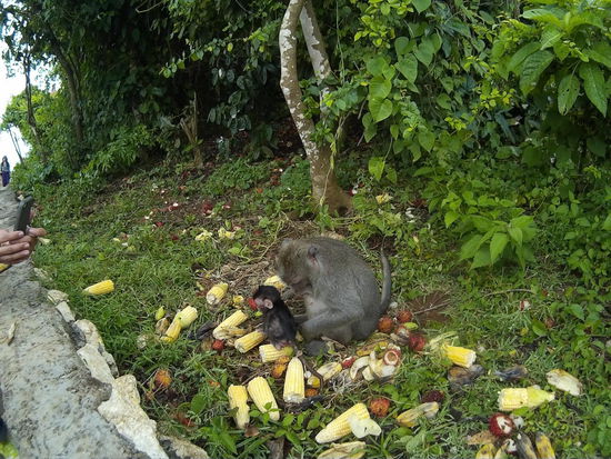 Diesmal haben ich sie nicht gefüttert, sie hatten auch so genug