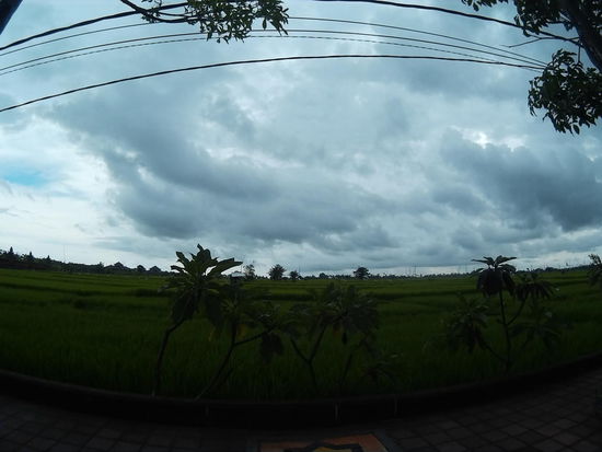 Reisfeld am Strassenrand (mein erstes)