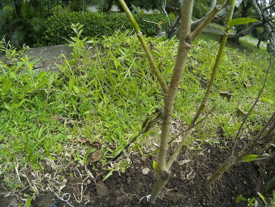 Wo Wasser ist, da sind auch Libellen