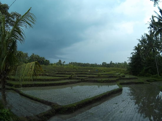 Und wieder Reisfelder