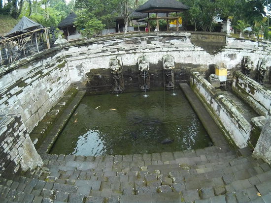 Die dunklen Schatten sind dicke schwarze Fische