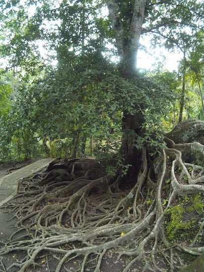 Ich finde die Bäume ja so toll