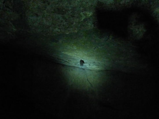 Fledermaus, von meiner Taschenlampe angestrahlt,  kurz bevor ich feststellte, wie viele das sind...und dass sie logischerweise durch Licht aufgeschreckt werden