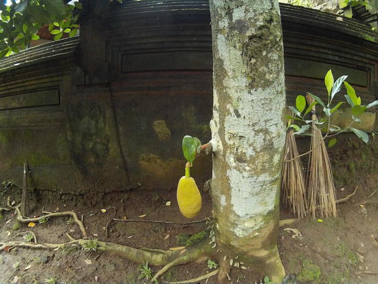 Durian oder Jackfruit? Lange würde ich wohl in der Wildniss nicht überleben.