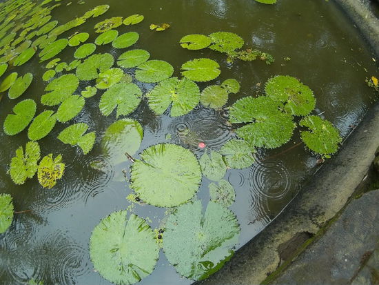 ...wieso schmeißt da ein Idiot seinen Cokadeckel rein? (ja, ich weiß,  dass die Antwort bereits in der Frage enthalten ist)
