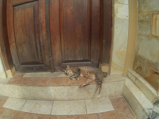 Hier gibt es jede Menge Katzen