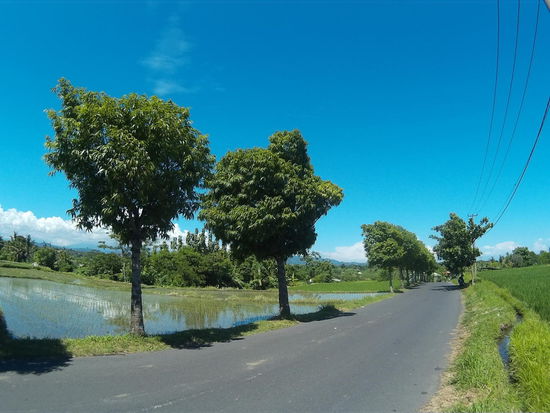 Wieder säumen Reisfelder meinen Weg