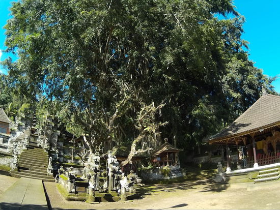 Der riesigste TempelBanyan den ich in Bali gesehen habe