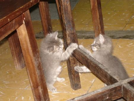Die Katzen vom Verde Limon