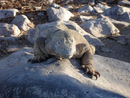 Iguana