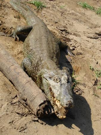 Nachdem Pedro gefüttert worden ist, dürfen wir in seinem Revier baden