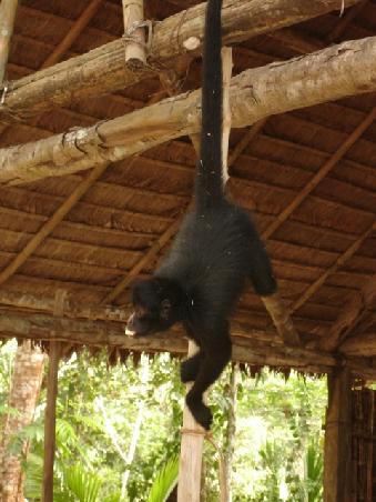 Täglicher Gast der Tacanas