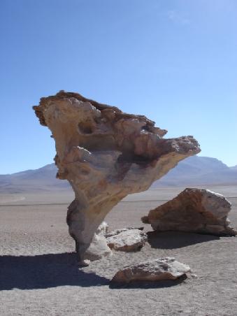 arból de piedra- Steinbaum
durch Verwitterung entstanden