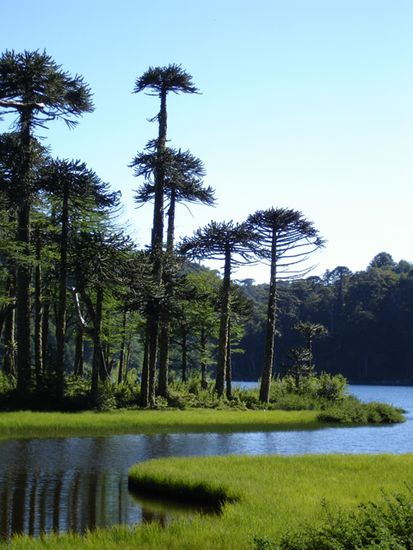 Araukarien im Parque Nacional Herquehue