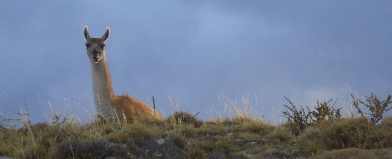 Ich bin ein Guanaco! Wer bist du?