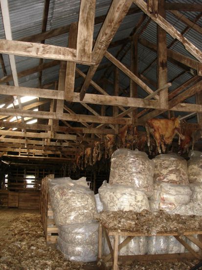 Blick in die Schafschurhalle