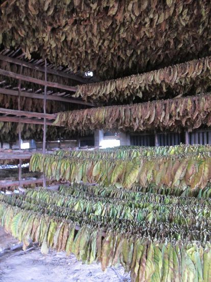 Tabakblätter am Trocknen