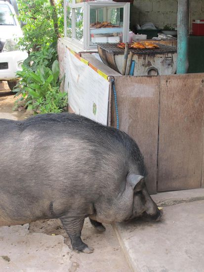 Unser Freund "Ralph" steht ziemlich nahe bei seiner wohl letzten Ruhestätte 