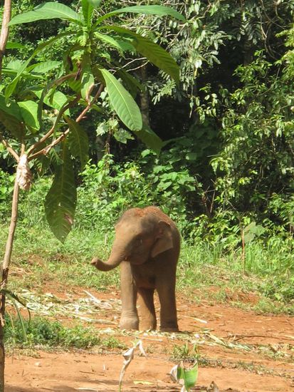 Babyelefant im Elephant Camp