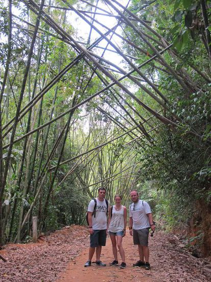 Bambus-Chaos im Park