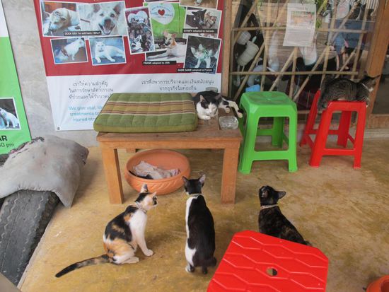 Animal Welfare Center, Koh Lanta