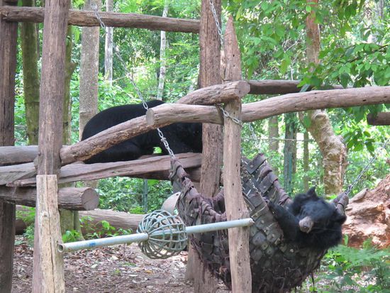 Bären-Auffangstation