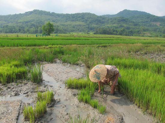 Willkommen auf der Reisplantage