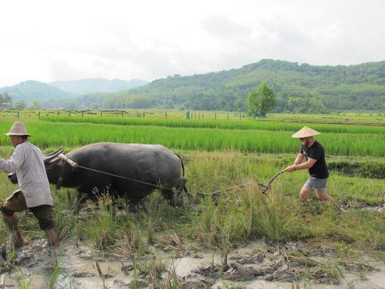 Damiano und der Wasserbüffel