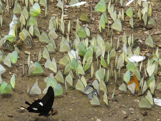 Überall Schmetterlinge