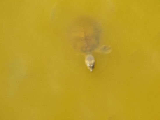 Schildkrötensee, hier ein kleines Exemplar