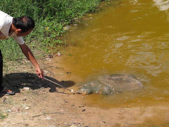 Hier das deutlich grössere Tier, angelockt von Sticky Rice und Rufen