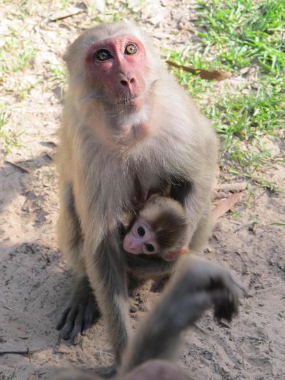 Alle wollen Bananen!