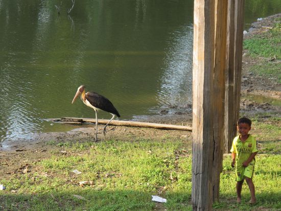 Der grösste Vogel, den ich je gesehen habe (grösser als der Junge!)
