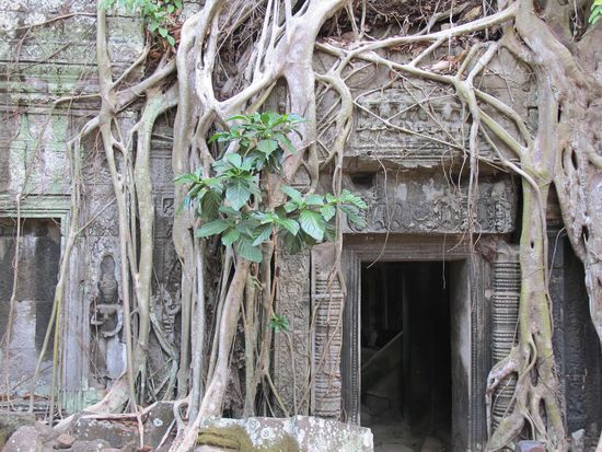 Ta Prohm, dort wo die Bäume herrschen