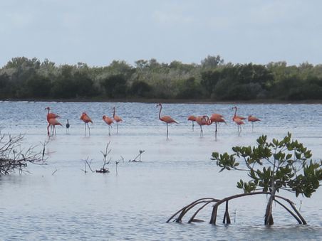Flamingos in der Lagune