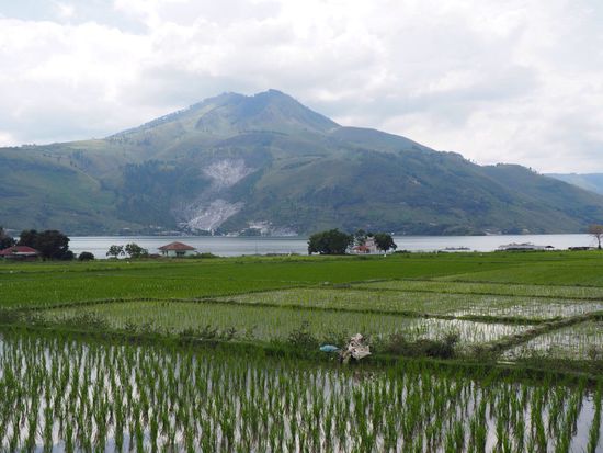 Reisfelder entlang des Sees