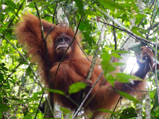 Orang-Utan Teenager mit 10 Jahren