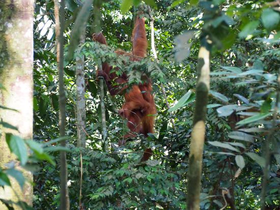 Unsere zweite Begegnung mit den Waldmenschen... großartig!