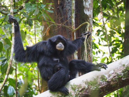 Siamang Monkey